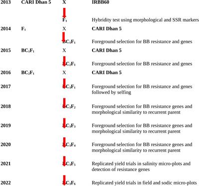 Marker-assisted enhancement of bacterial blight (Xanthomonas oryzae pv. oryzae) resistance in a salt-tolerant rice variety for sustaining rice production of tropical islands